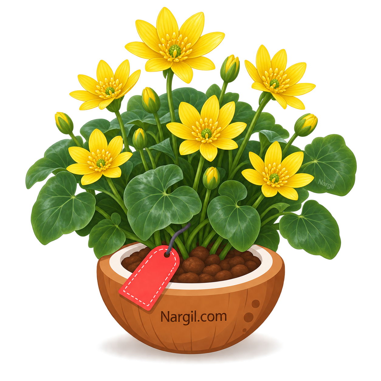 Nargil_Ranunculus Ficaria